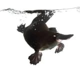 platypus unique-feet