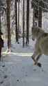Horse Winter Wonderland_thumb.jpg