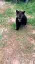 black bear attack_thumb.jpg