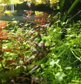 jungle