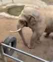 Elephant gives shoe_thumb.jpg