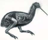 kiwi-dissected-lge