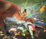 shroomfox