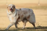 solid-red-merle-australian-shepherd_AlbanyColley_Pixabay