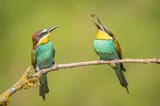 663399559-Species-Bee-eater-pair-with-bee-on-branch