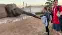 incelephant_thumb.jpg