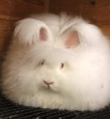 tippy desu