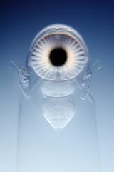 Eye of a giant water flea (Leptodora kindtii)