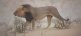 Namibian desert lion on patrol