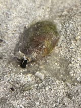 conch