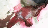 platypus-swimming tickle
