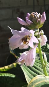 Bumblebee