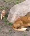 lion dad_thumb.jpg