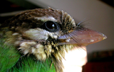 BarbetRictalBristle