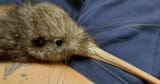 kiwi whiskers