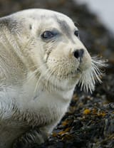 Bearded_Seal_(Erignathus_barbatus),_Baltasound_marina_-_geograph.org.uk_-_2323394