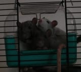 boyos2