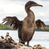 flightless-cormorants-facts