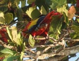 Scarlet-Macaw-backview1
