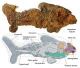 amazichthys-devonian
