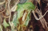 squash_vine_borer