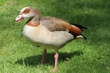 tall duck