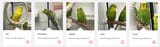 bird names