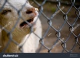 stock-photo-sad-goat-bleating-within-fenced-area-23999398