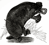 dancing platypus2