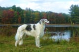 borzoi-dog-at-lake-picture