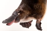 Platypus lower jaw 4