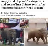 incelephant
