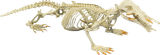 Platypus_Skeleton_SC-026-A_Image_0139__1_2103x700