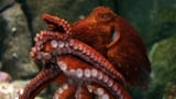giant-pacific-octopus[1]