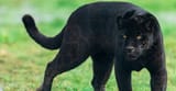 Types-of-Jaguar-black-panther