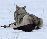 crow trolling wolf