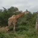 hunting_giraffe_thumb.jpg
