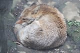 firefox10
