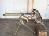 coon