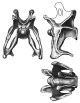brontosaurus cervicals