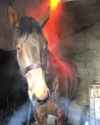 horse_ki_thumb.jpg