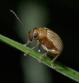 500px-Colaspis_brunnea_P1200466a