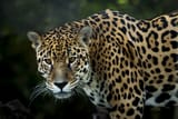 jaguar-3370498_1280