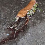 Rat in a Sub