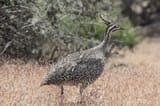 Elegant_Crested_Tinamou