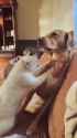 cat dog frens couch_thumb.jpg