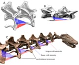 apatosaurus_neck_musculature