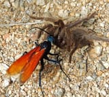 cazador
