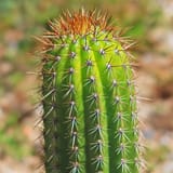 Trichocereus-spachianus-Golden-Torch-Cactus-shop_360x