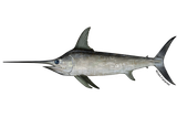 640x427-Swordfish-NOAAFisheries